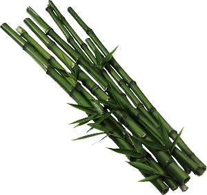 imagen de caña de bambú